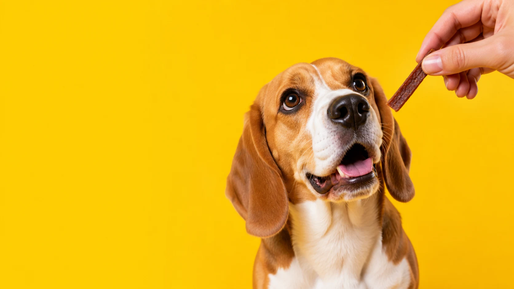 Um beagle de olho no próximo petisco, em um fundo amarelo
